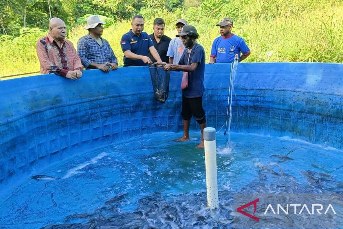 Pemkab Jayapura panen 5.000 ikan lele pelaku UMKM