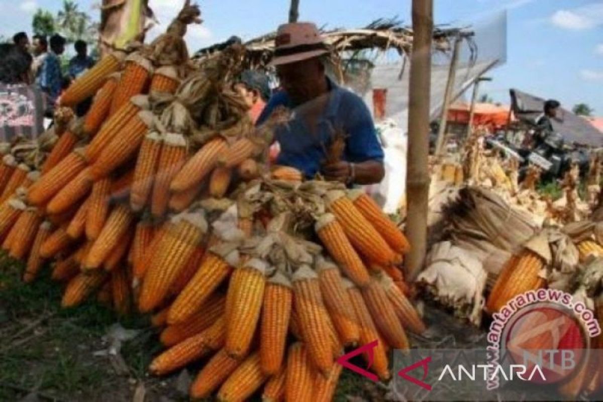 Pemkab Bima mengusulkan penyesuaian HPP Jagung