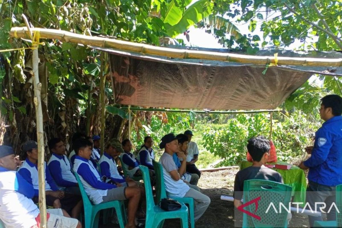 Produktivitas cabai petani di Bolmut Sulut naik 67 persen