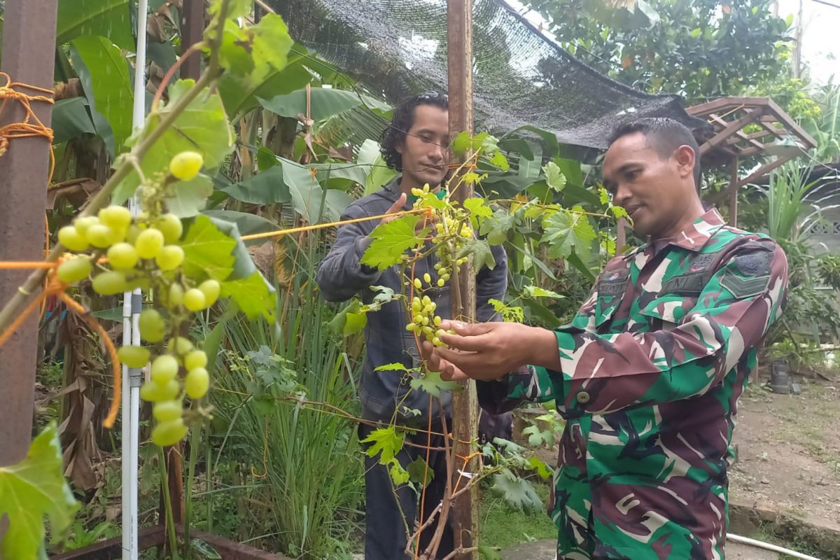 Anggota TNI ajak warga Lombok Tengah tanam pohon anggur