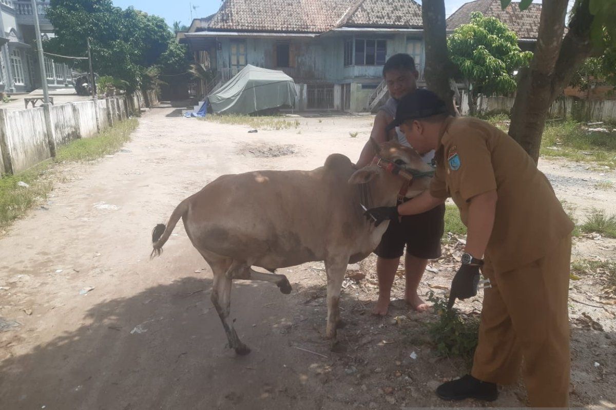 Pemkab Ogan Ilir vaksin 200 ekor kerbau  cegah penyakit ngorok