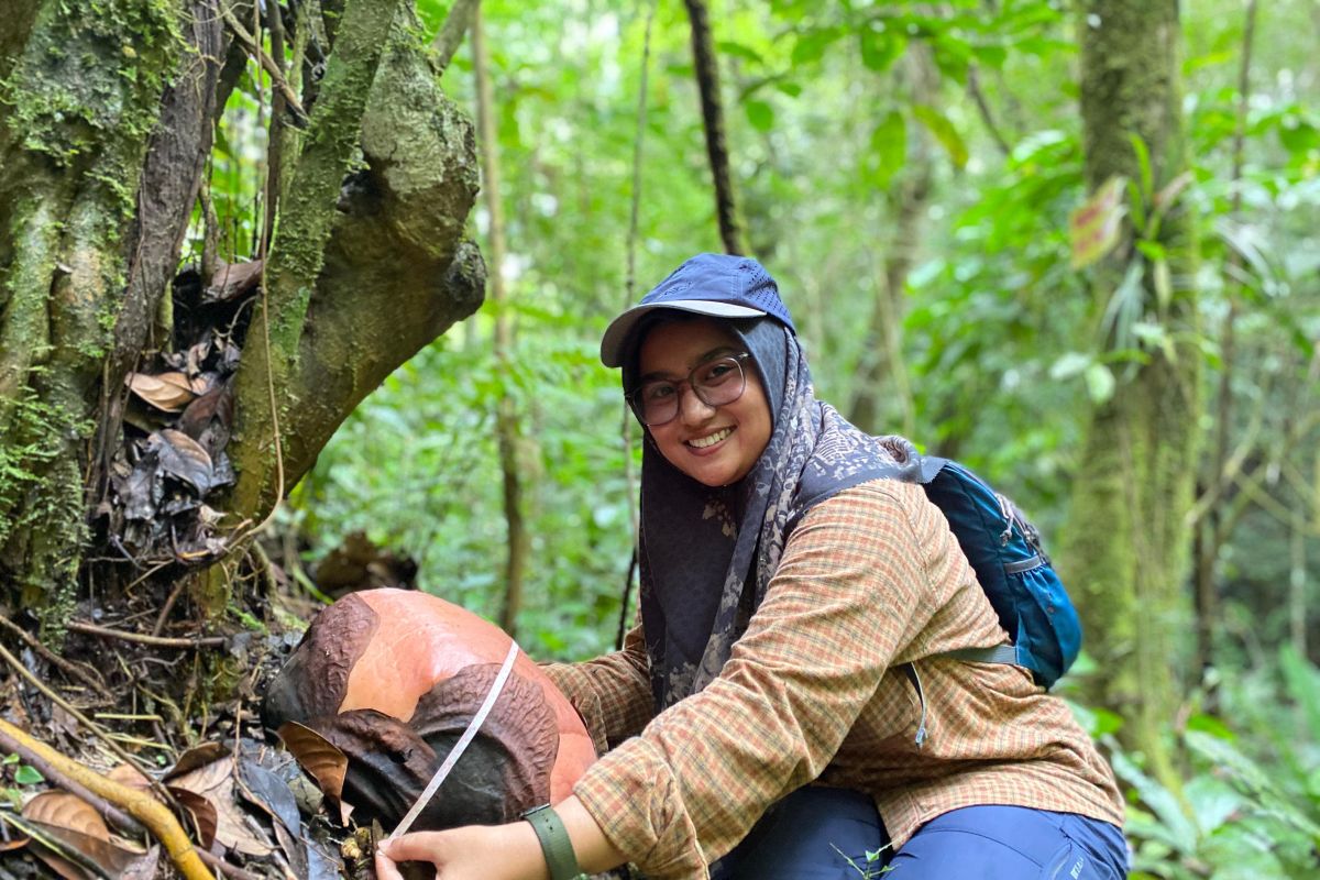 Dua individu bunga rafflesia bakal mekar di CA Batang Palupuh Agam