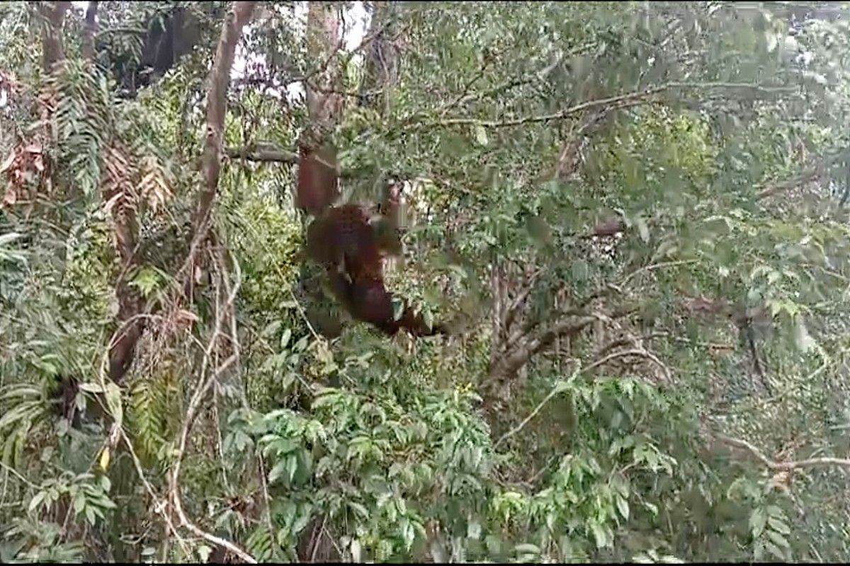 Orang utan hasil evakuasi di Bandara Sampit dilepasliarkan di SM Lamandau