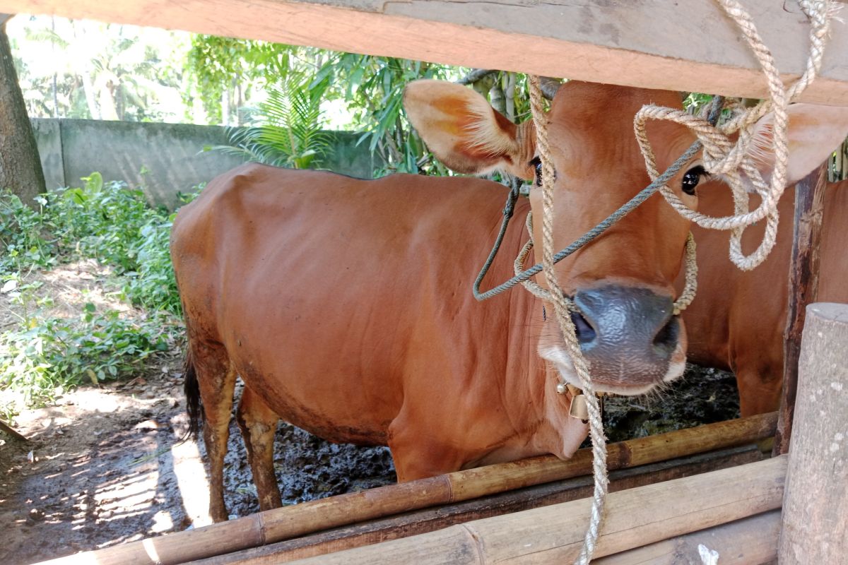 Distan sebut stok hewan kurban di Lombok Tengah mencukupi