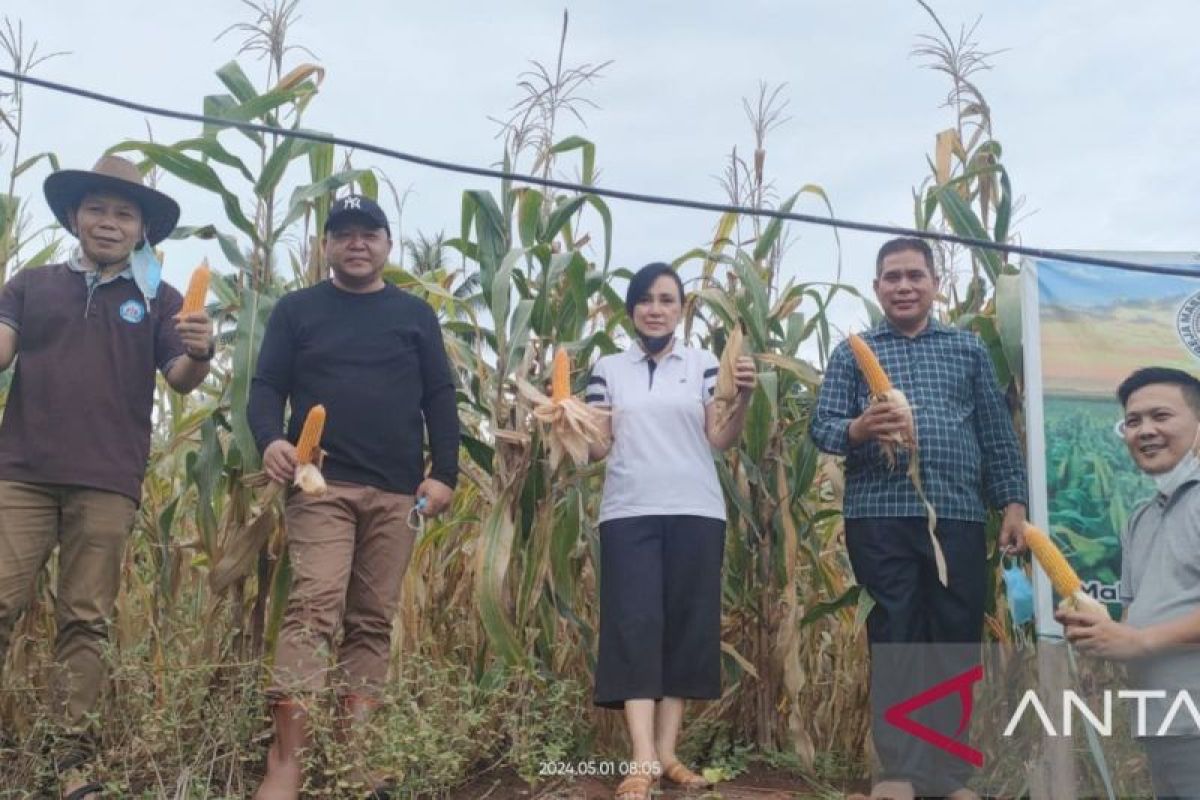 PKB dan Panji Yosua GMIM El Elyon panen jagung dukung Program "Marijo Bakobong"