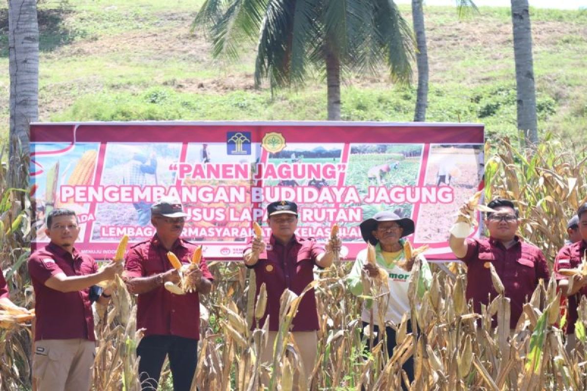 Program SAE Lapas Amurang Minsel hasilkan panen jagung