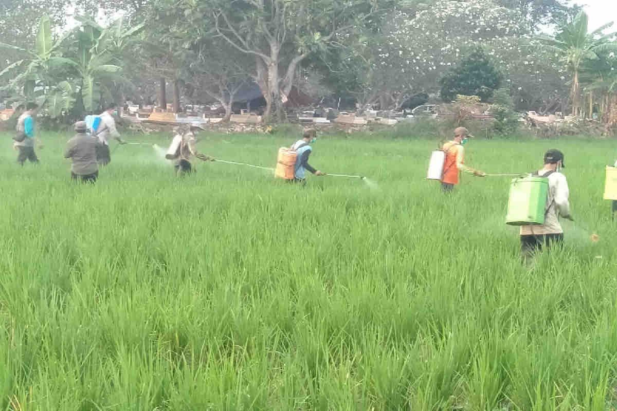 Kementan bantu petani kendalikan hama penggerak padi