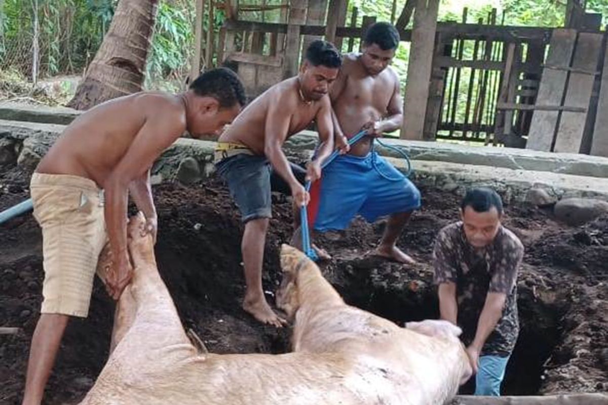 Pemkab Lembata larang warga jual dan makan daging babi yang mati