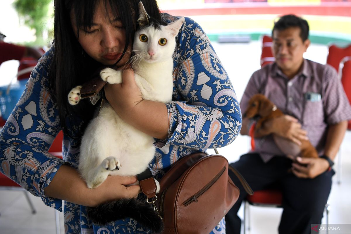 Harapan hidup pendek, usia rata-rata kucing dan anjing di Indonesia di bawah enam tahun menurut studi