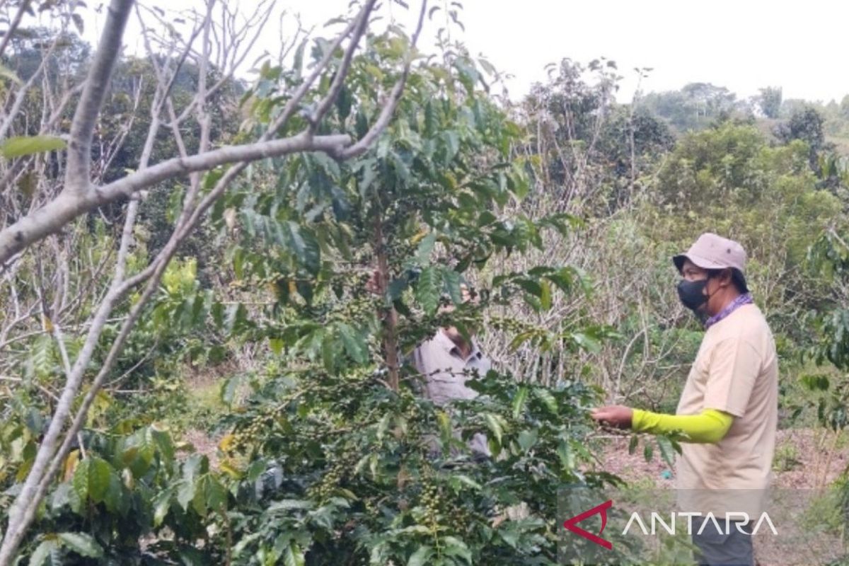 Kemenkumham NTB minta petani kopi Sembalun daftarkan kekayaan intelektual