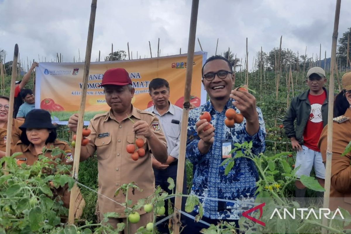 BI fasilitasi petani tomat di Minahasa jaga stabilitas inflasi