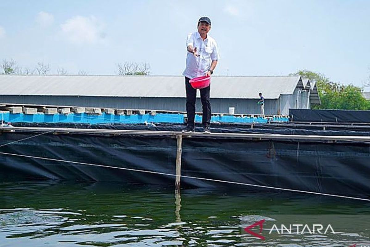 Mengolah lahan mangkrak menjadi tambak nila salin ramah lingkungan