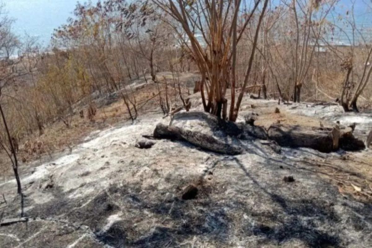 BMKG ingatkan masyarakat NTT waspada angin kencang