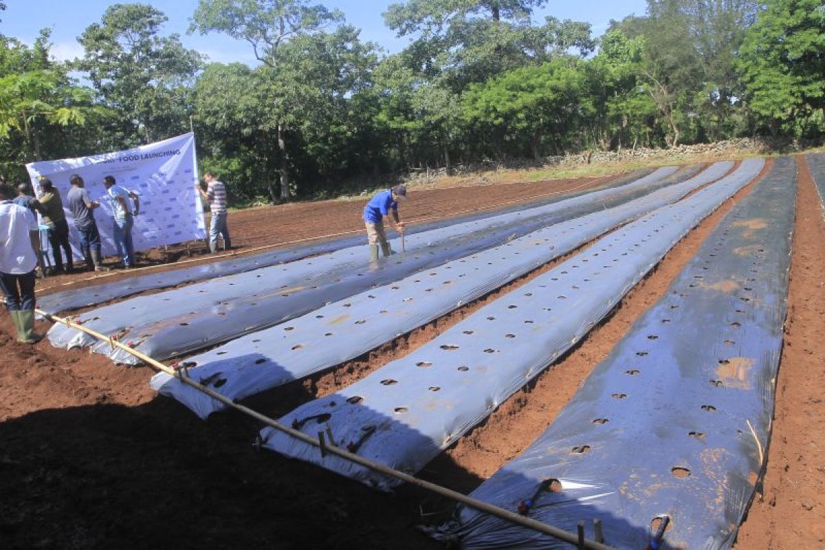 BI : Pergeseran musim tanam berdampak pertanian di NTT terkontraksi