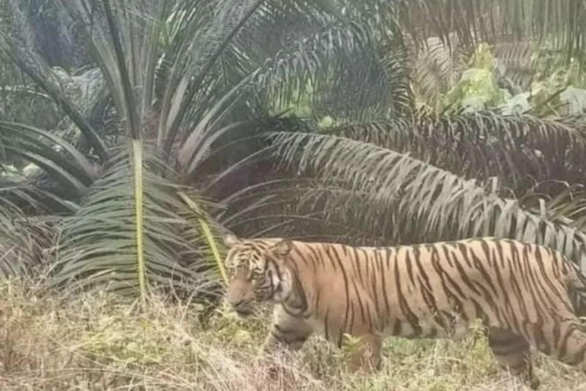 Pekerja tewas diterkam harimau, BBKSDA Riau pasang kamera jebak