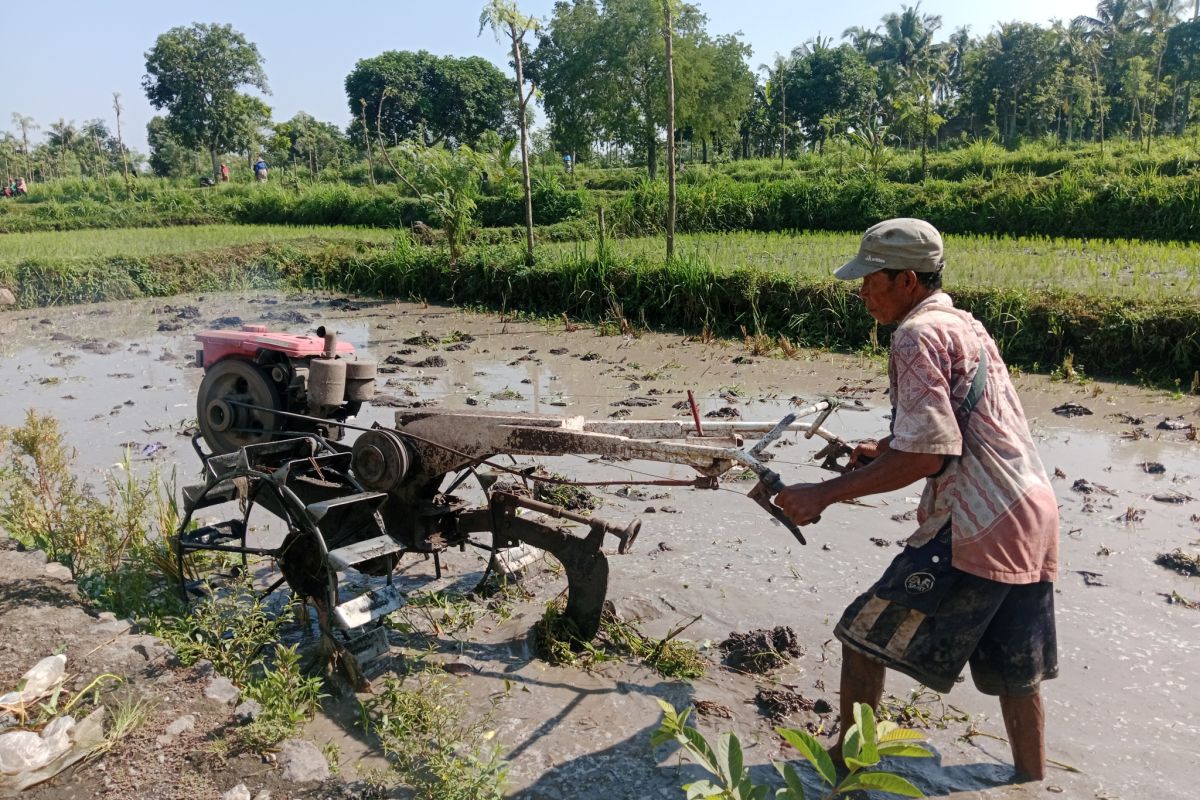 Pemkab Lombok Tengah dapat alokasi tambahan pupuk bersubsidi