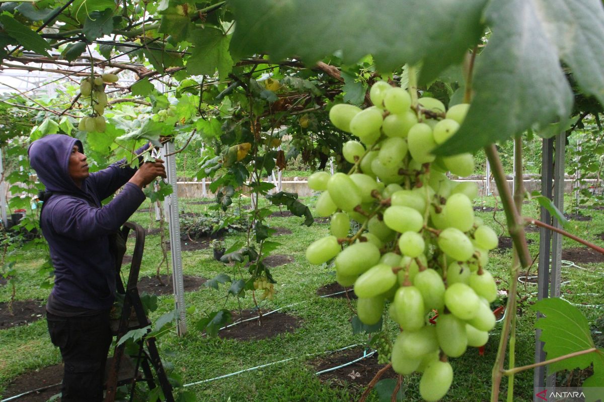 Anggur Shine Muscat terkontaminasi, begini respons Kemenkes dan Kementan