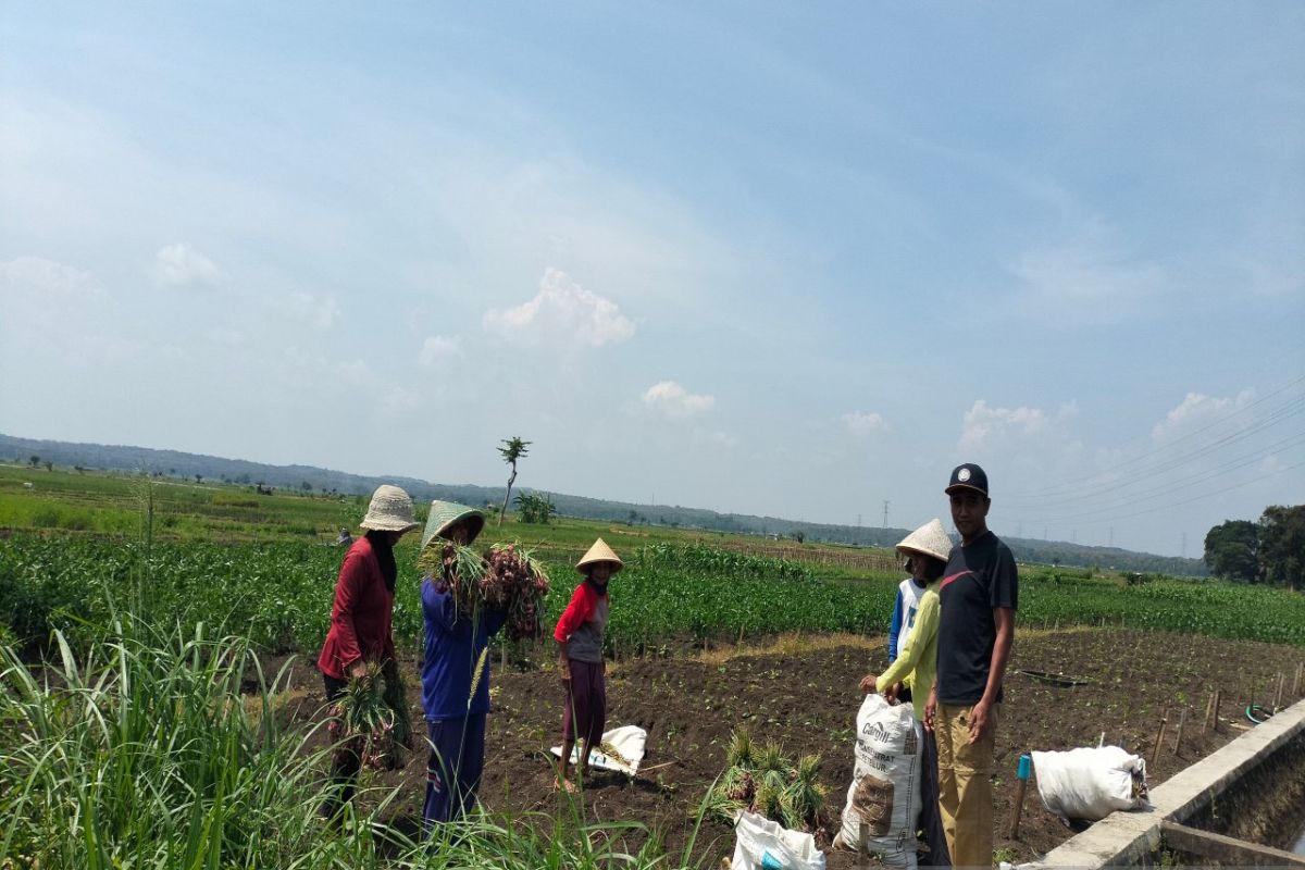 Kulon Progo: Listrik untuk pengairan di Srikayangan lebih murah