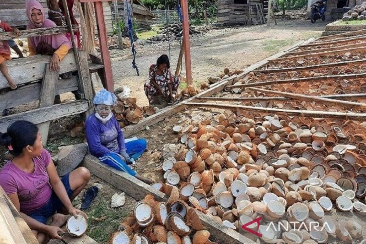 Harga kopra hitam turun jadi Rp9.500/kg