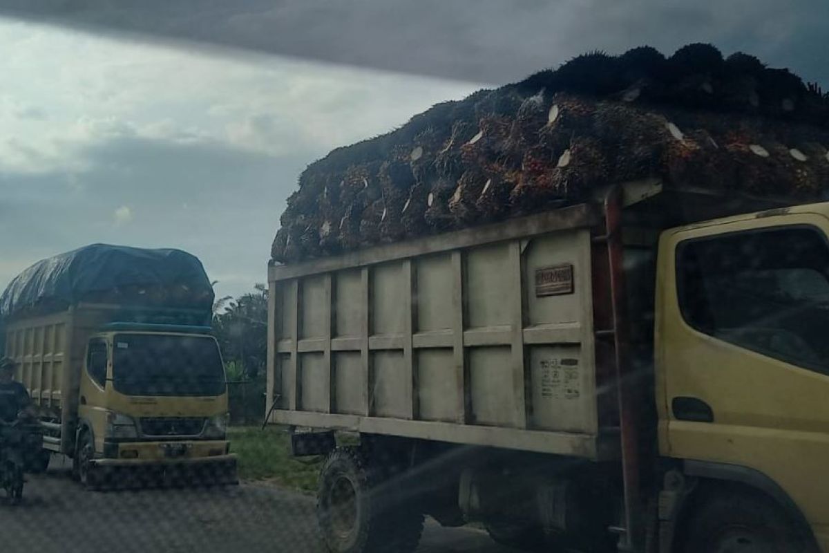 Riau tingkatkan hilirisasi industri pengolahan sawit