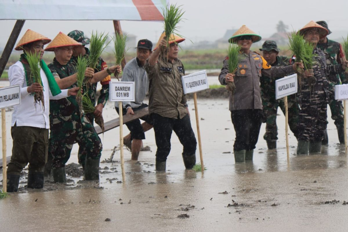 Pemkab Pelalawan tingkatkan swasembada pangan dengan padi IP 200