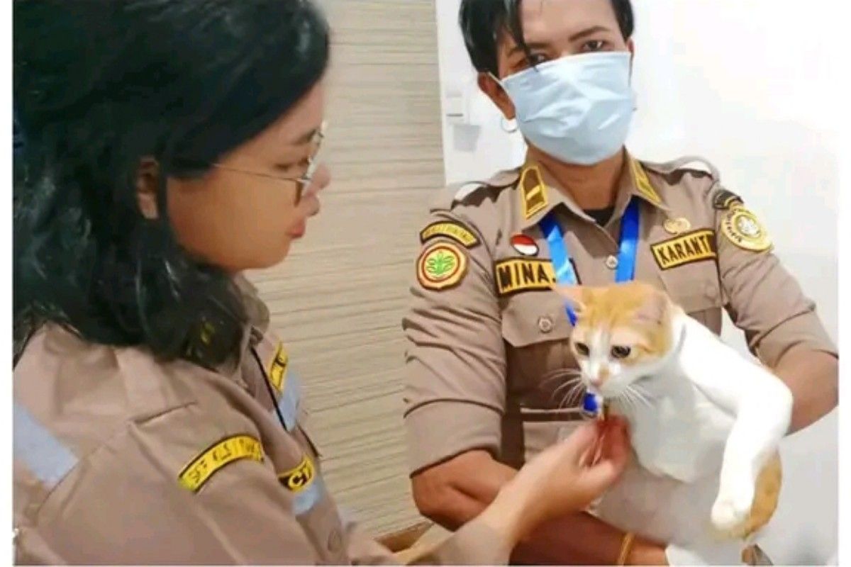 Karantina Papua Tengah periksa Kucing Legi dikirim ke Jakarta