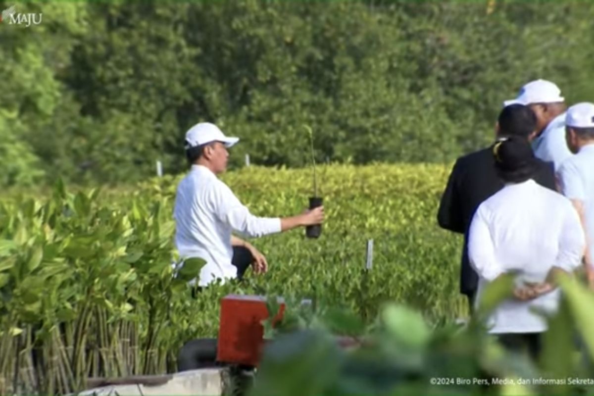 Presiden Jokowi ajak delegasi WWF tinjau pembibitan mangrove di Bali