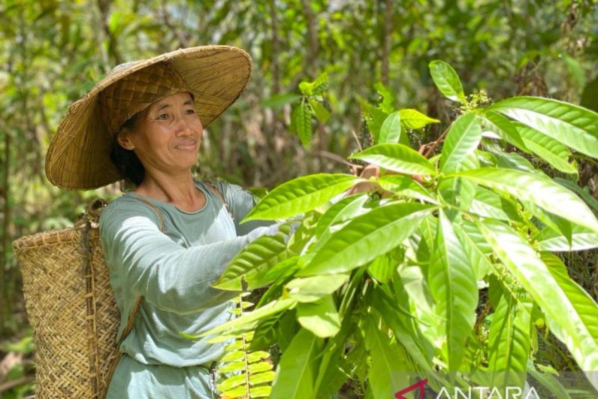 Perempuan penjaga harmonisasi alam dari Dayak Iban