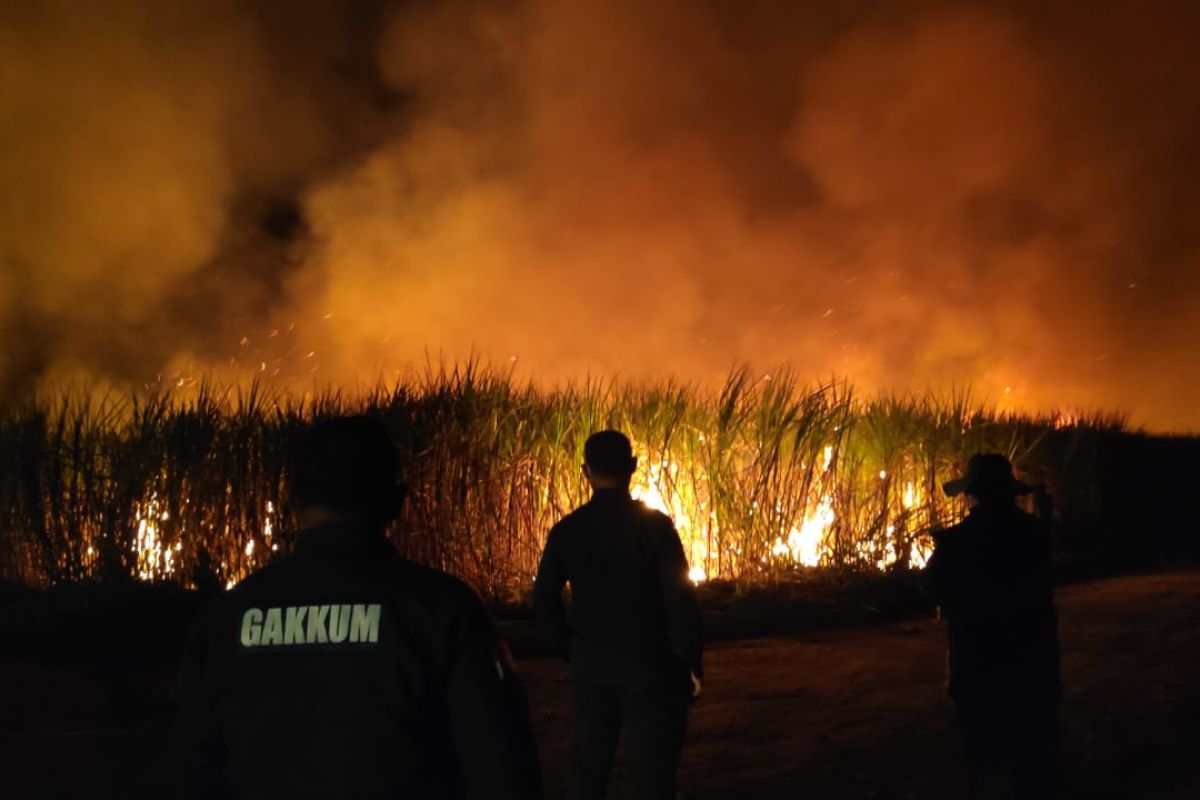 Pemprov Lampung cabut Pergub panen tebu dengan cara dibakar