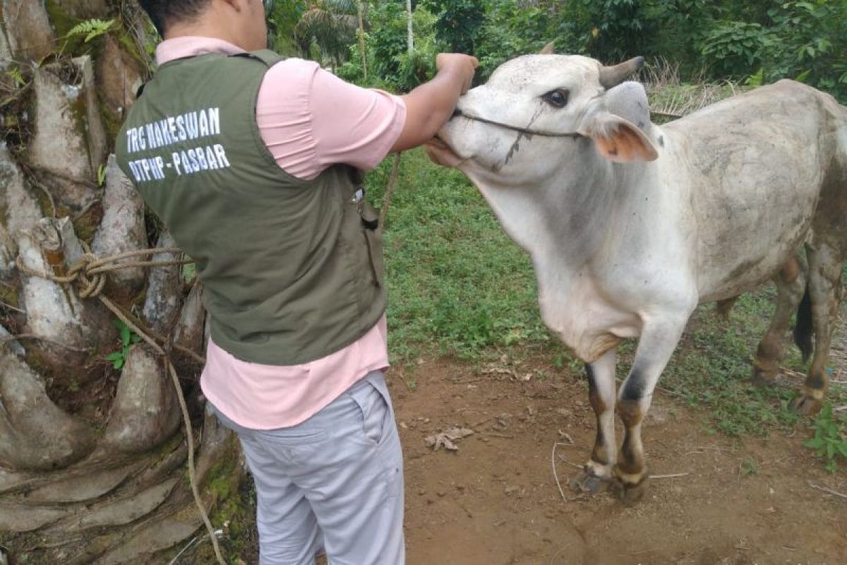 Pemkab Pasaman Barat data hewan ternak untuk kurban Idul Adha