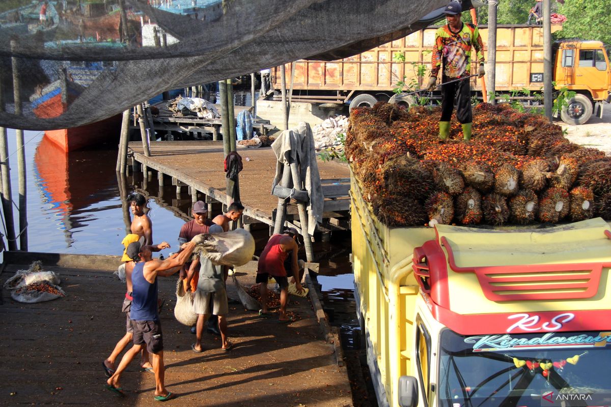 Harga sawit Riau naik Rp40,88 per kg