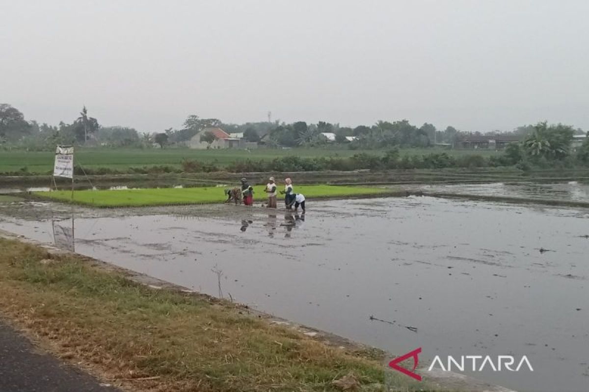 Kementan mengenalkan Benih Padi Super Genjah untuk percepatan tanam padi