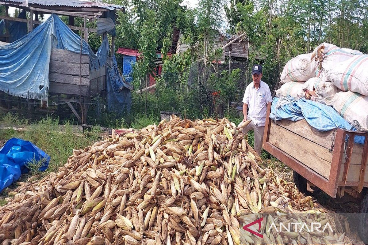 Perum Bulog Raha beli 28 ton jagung kuning petani dengan pola komersial