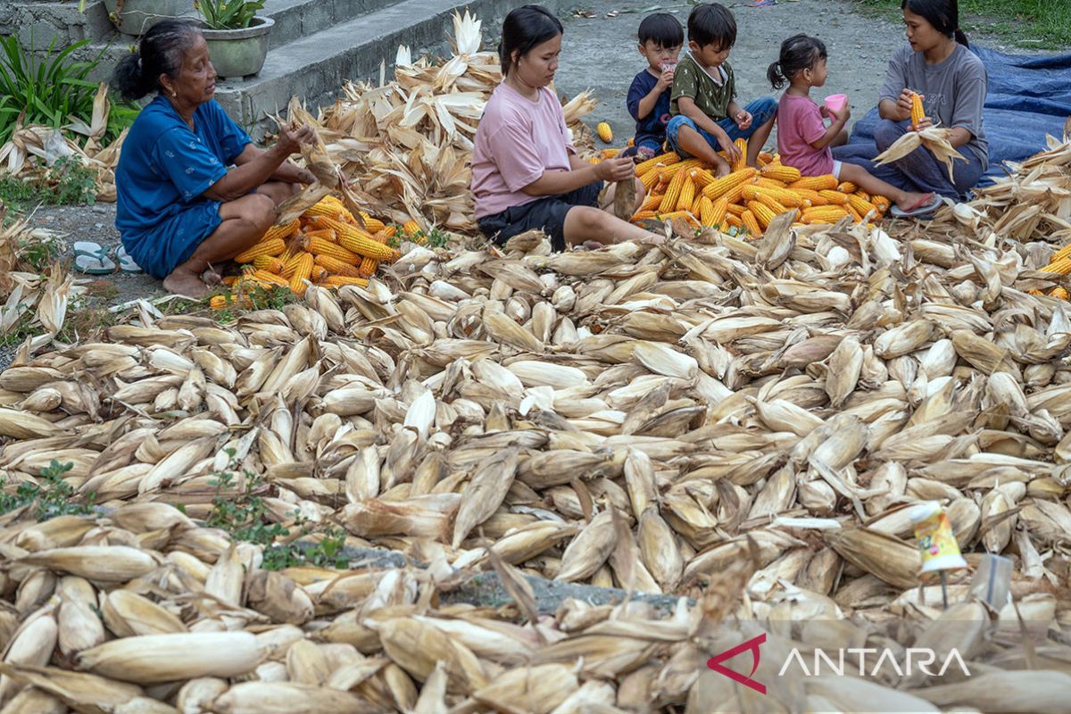 Harga jagung capai titik terendah di Sigi