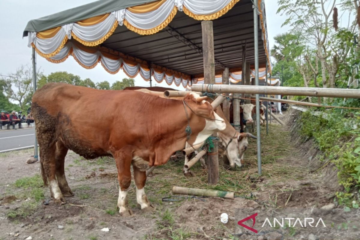 Sapi dari Bantul masuk kriteria hewan kurban yang akan dibeli Presiden