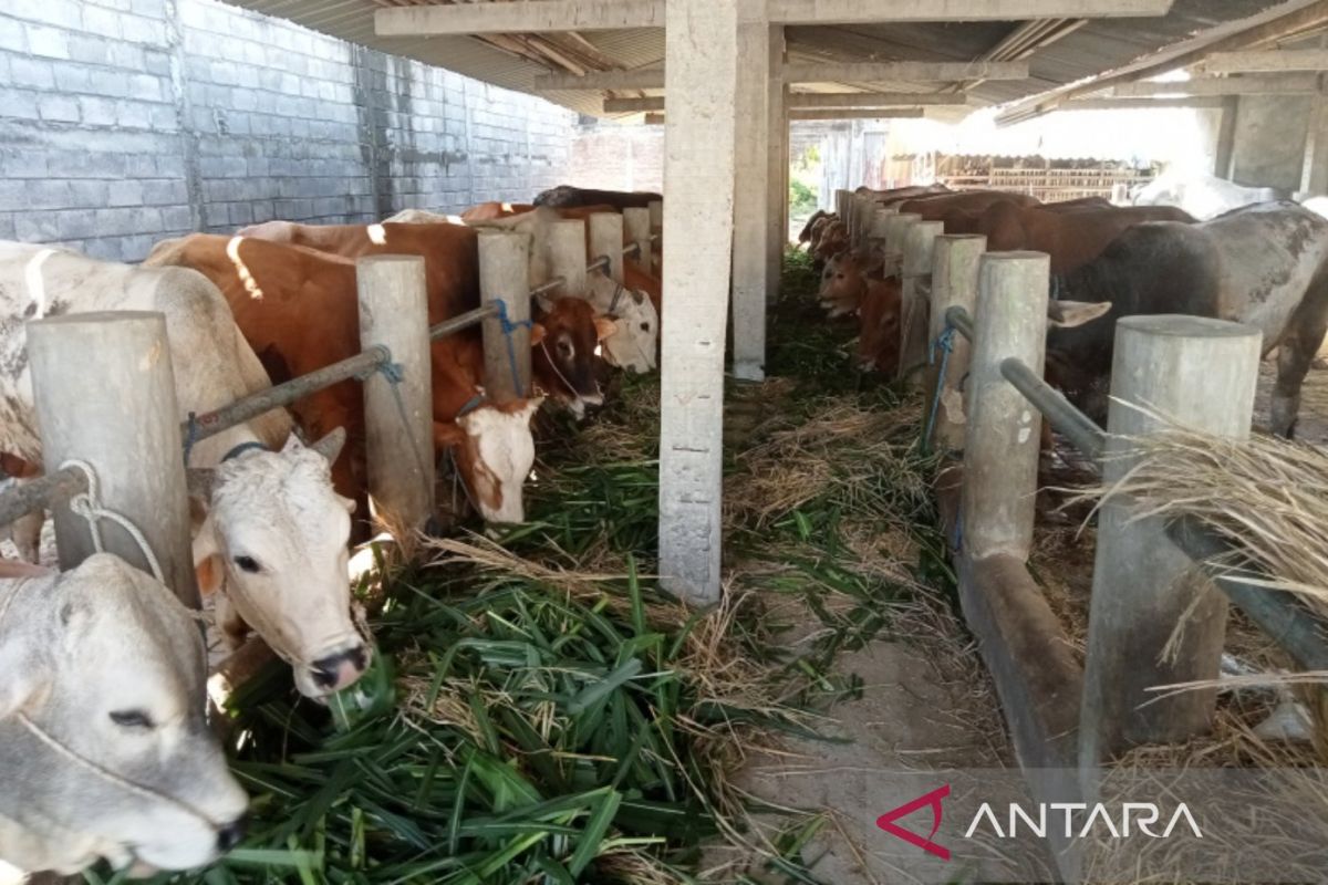 Bantul awasi penampungan ternak kurban cegah sebaran penyakit