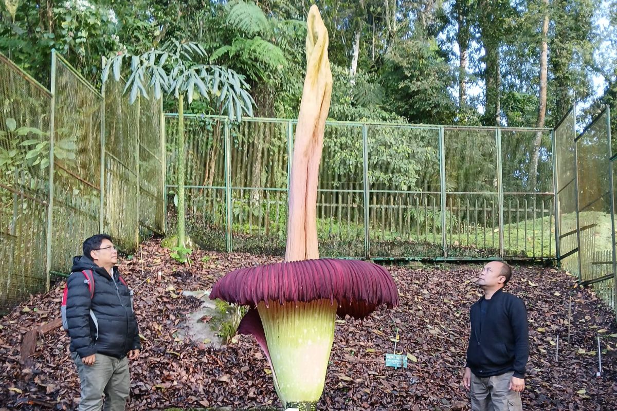 Pengunjung Kebun Raya Cibodas disuguhi penampakan langka