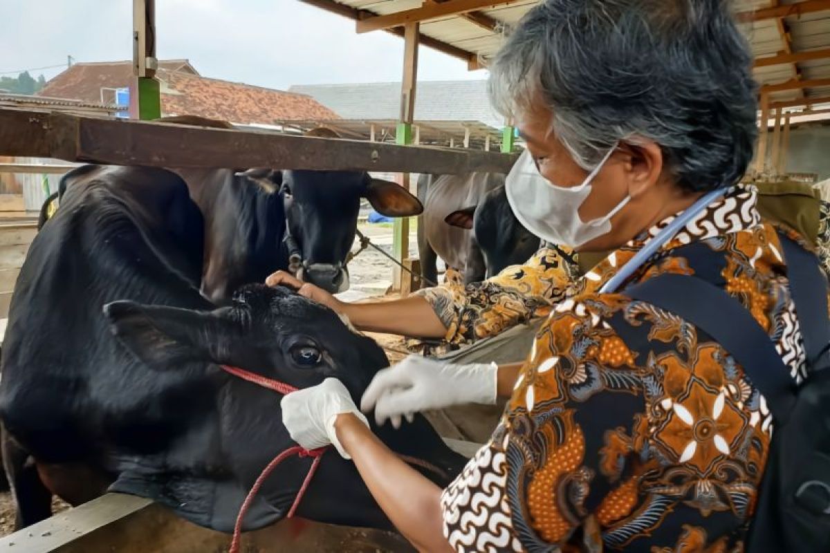 Distan Bandarlampung imbau hewan kurban harus punya surat kesehatan