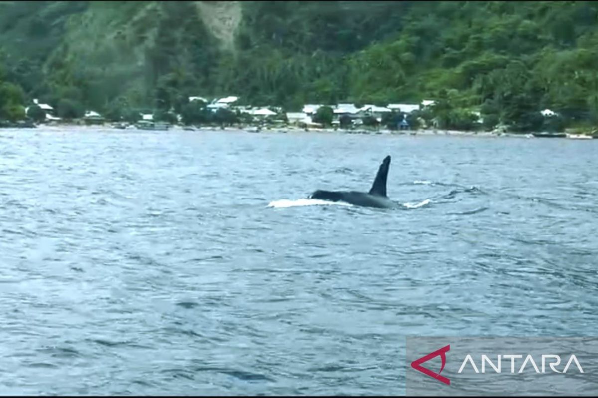 Sejak kemunculan paus orca, hiu paus di objek wisata Botubarani Gorontalo menghilang