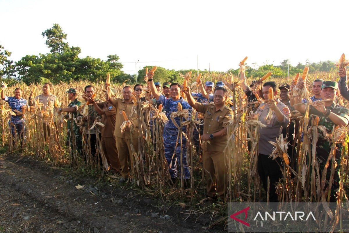 Pemkab Jayapura dorong OAP kembangkan jagung dengan cabai