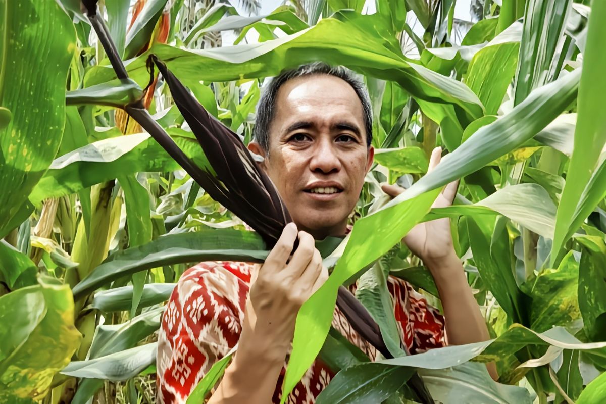 Dosen Unila lakukan biofortifikasi untuk tingkatkan kandungan gizi jagung