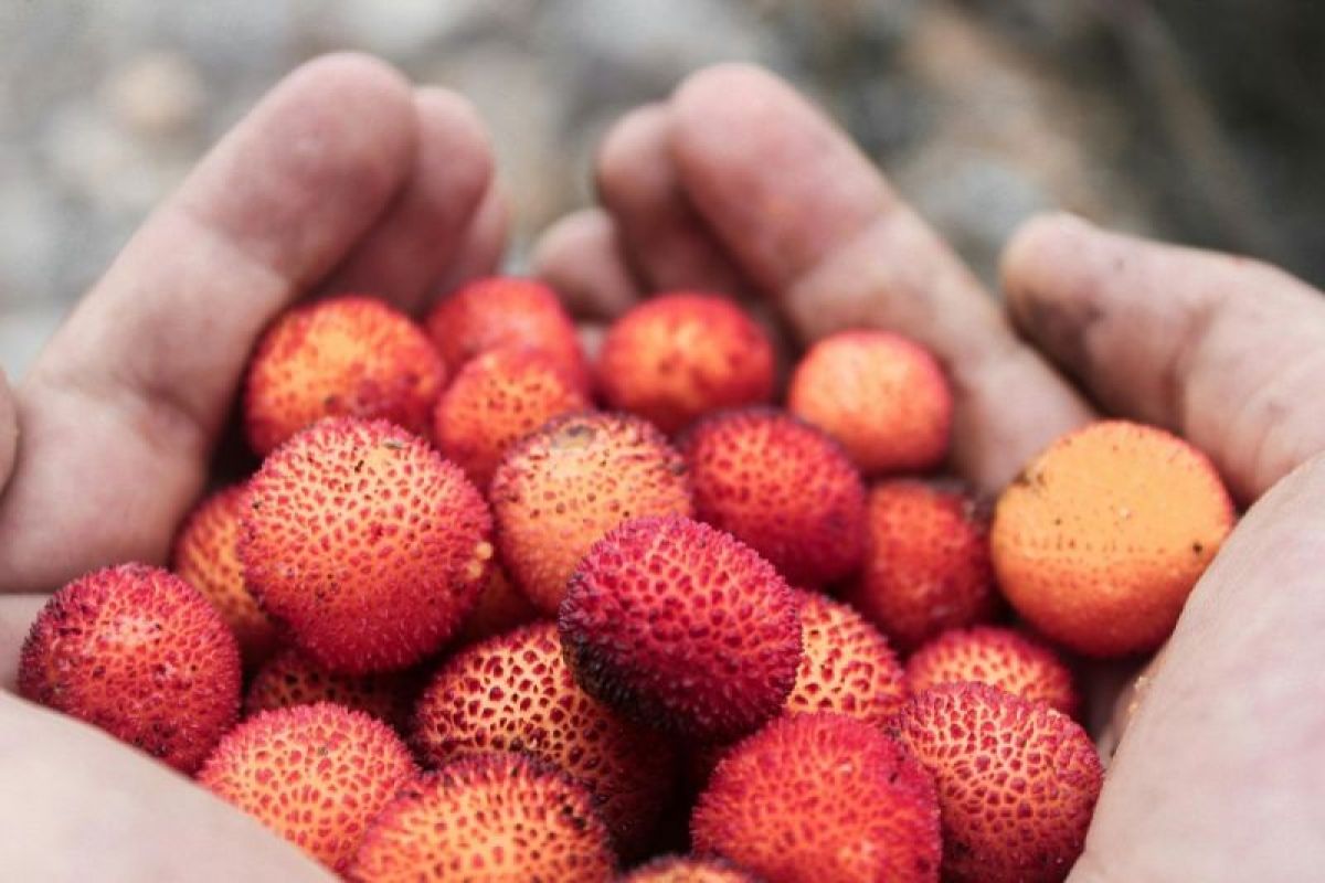 Mengetahui tujuh manfaat buah leci untuk kesehatan tubuh