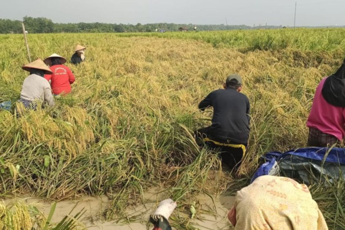 Mahasiswa Universitas Jambi kenalkan pupuk organik serbuk kayu, kurangi pupuk kimia