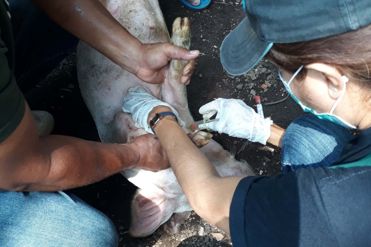 Dua sampel babi dari Flores Timur NTT positif ASF