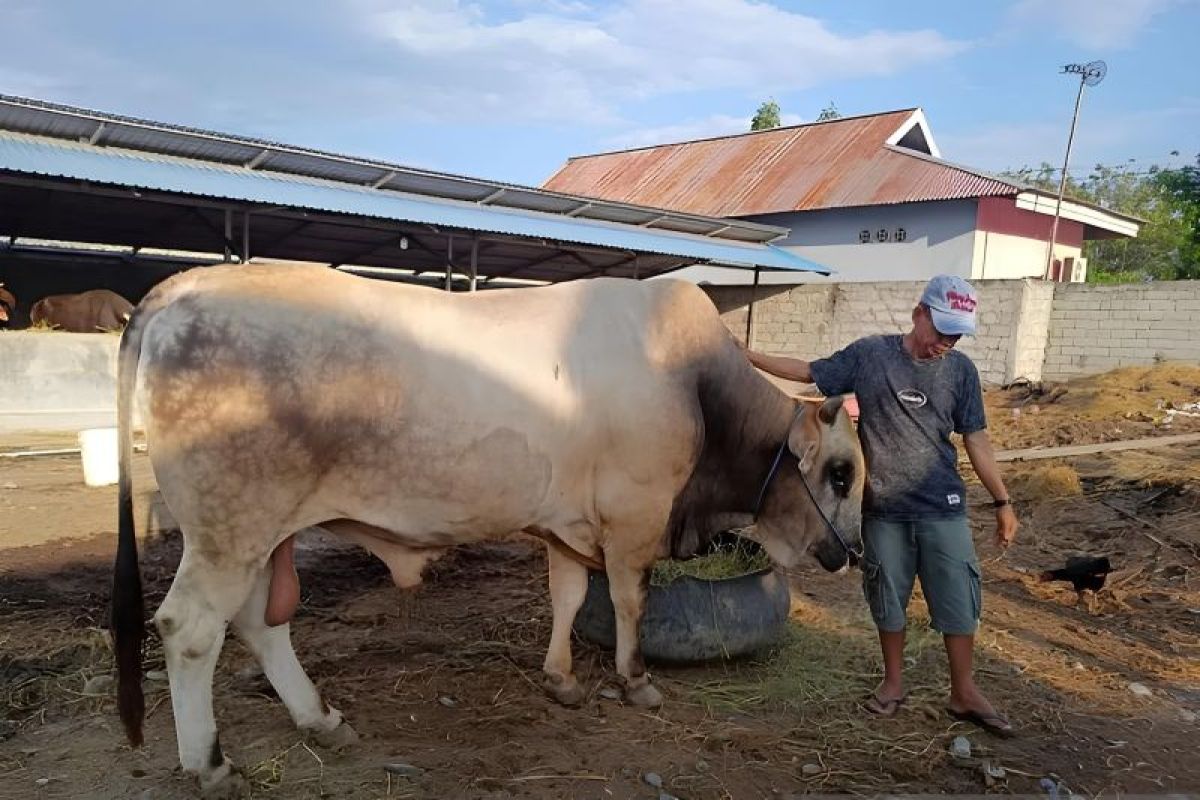 Provinsi Sulteng kembali mendapat bantuan sapi kurban dari Presiden Jokowi