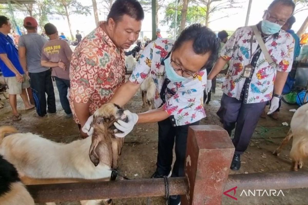 Dinas Pertanian Kudus  sebut ternak kurban yang telah diperiksa sehat