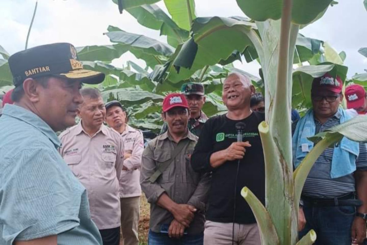 Perbankan Sulbar siapkan Rp1 triliun untuk pengembangan pisang  Cavendish