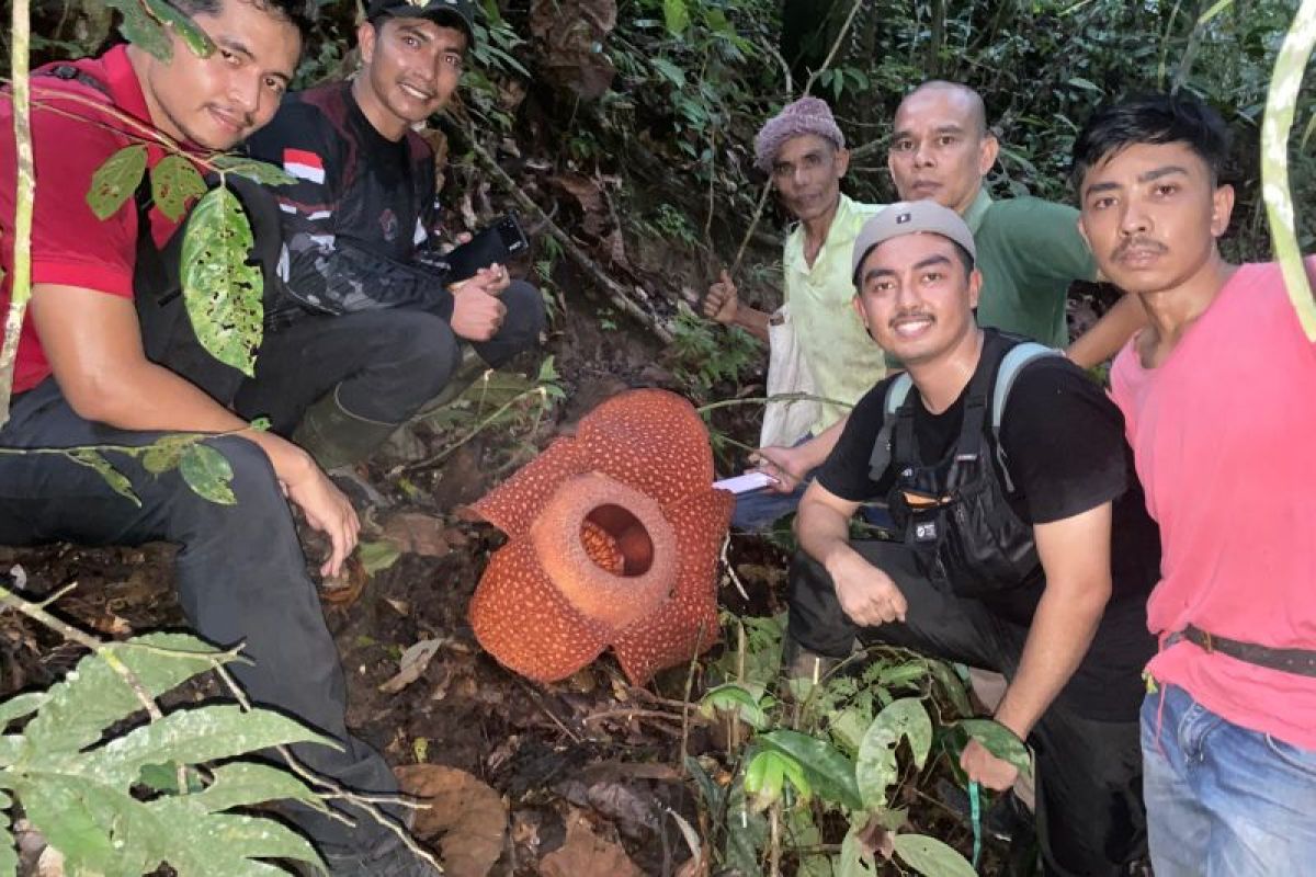 Bunga rafflesia mekar sempurna di Matur Agam (Video)