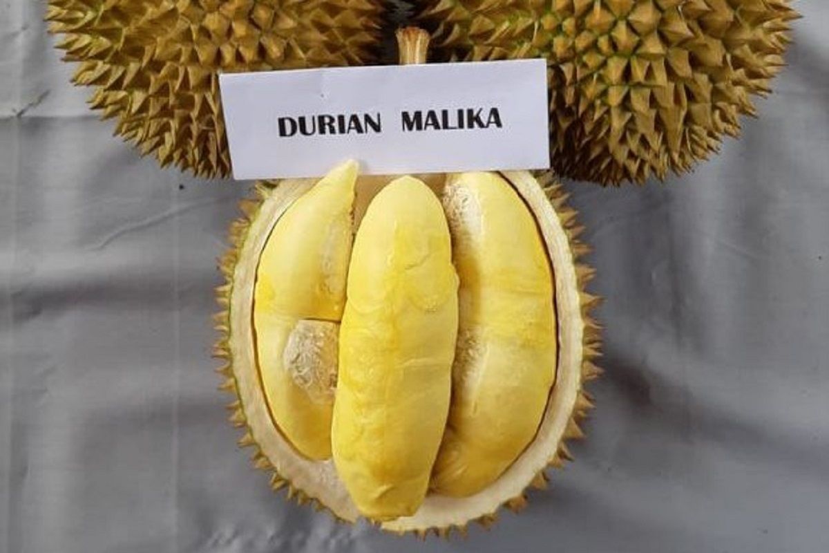 Manisnya malika, primadona durian lokal  Semarang