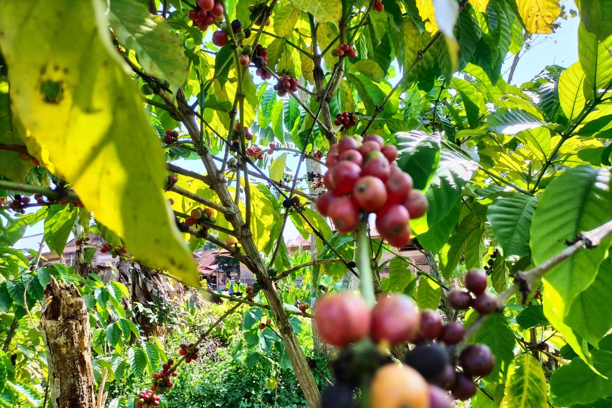 PJ Bupati Lampung Barat minta warga jaga mutu kopi hasil panen